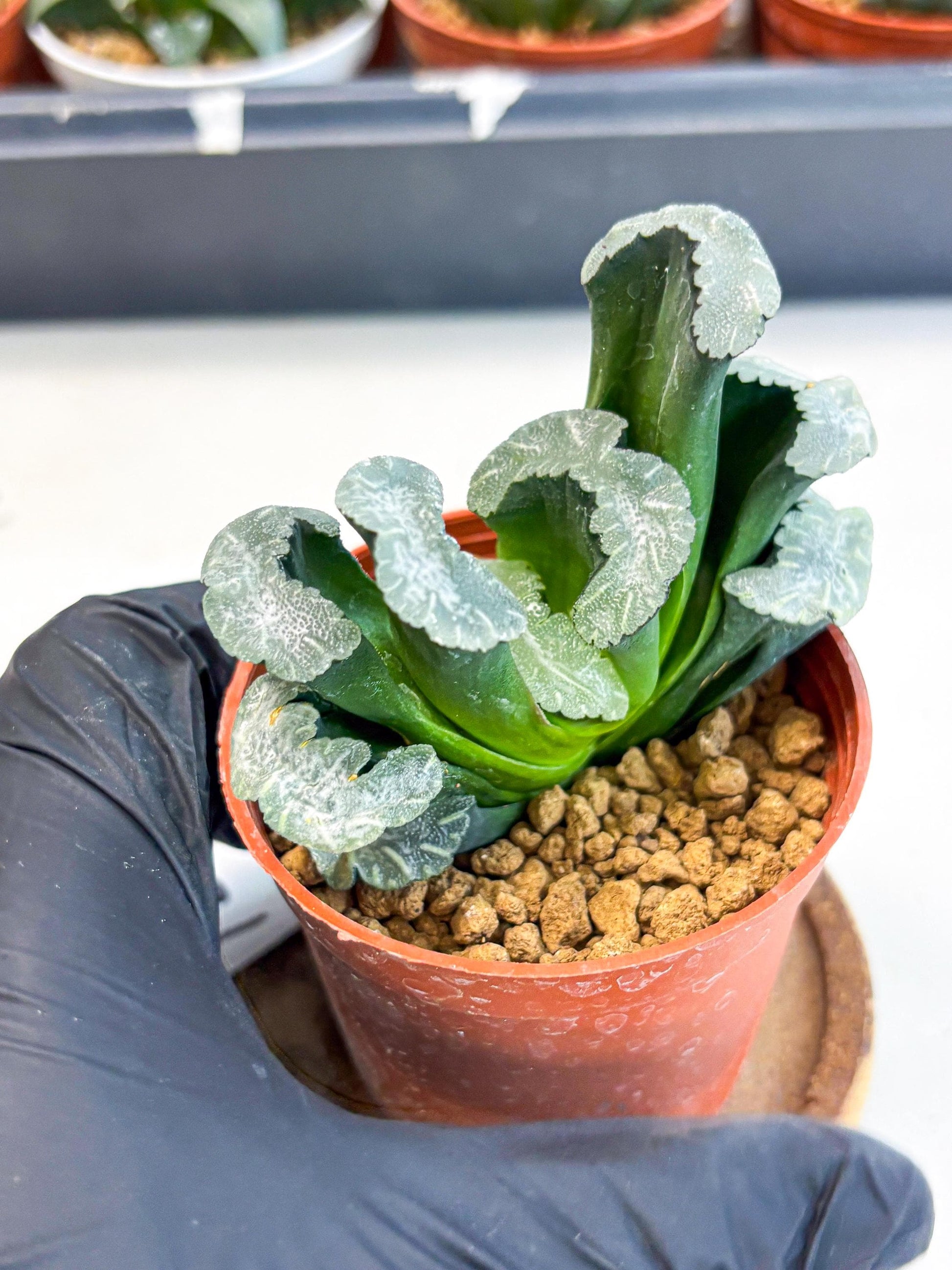 Haworthia White Mammoth (wa6) (b12) | Rare Import
