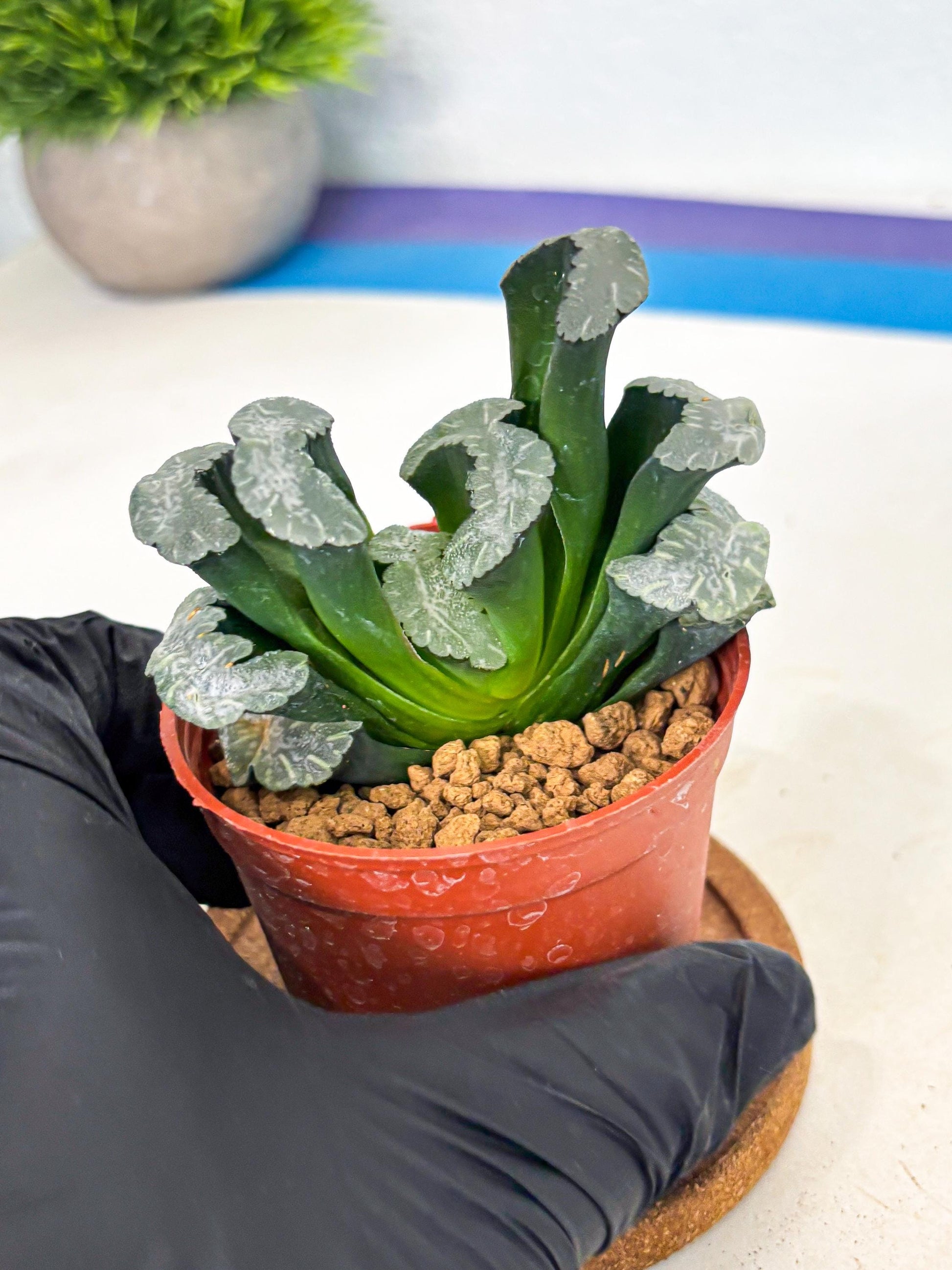 Haworthia White Mammoth (wa6) (b12) | Rare Import