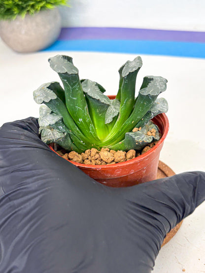 Haworthia White Mammoth (wa6) (b12) | Rare Import