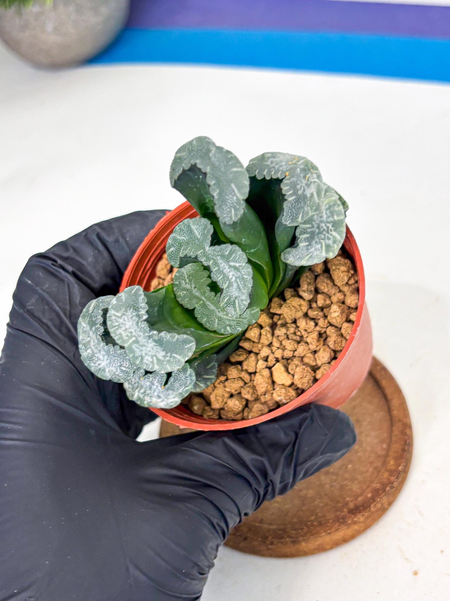 Haworthia White Mammoth (wa6) (b12) | Rare Import