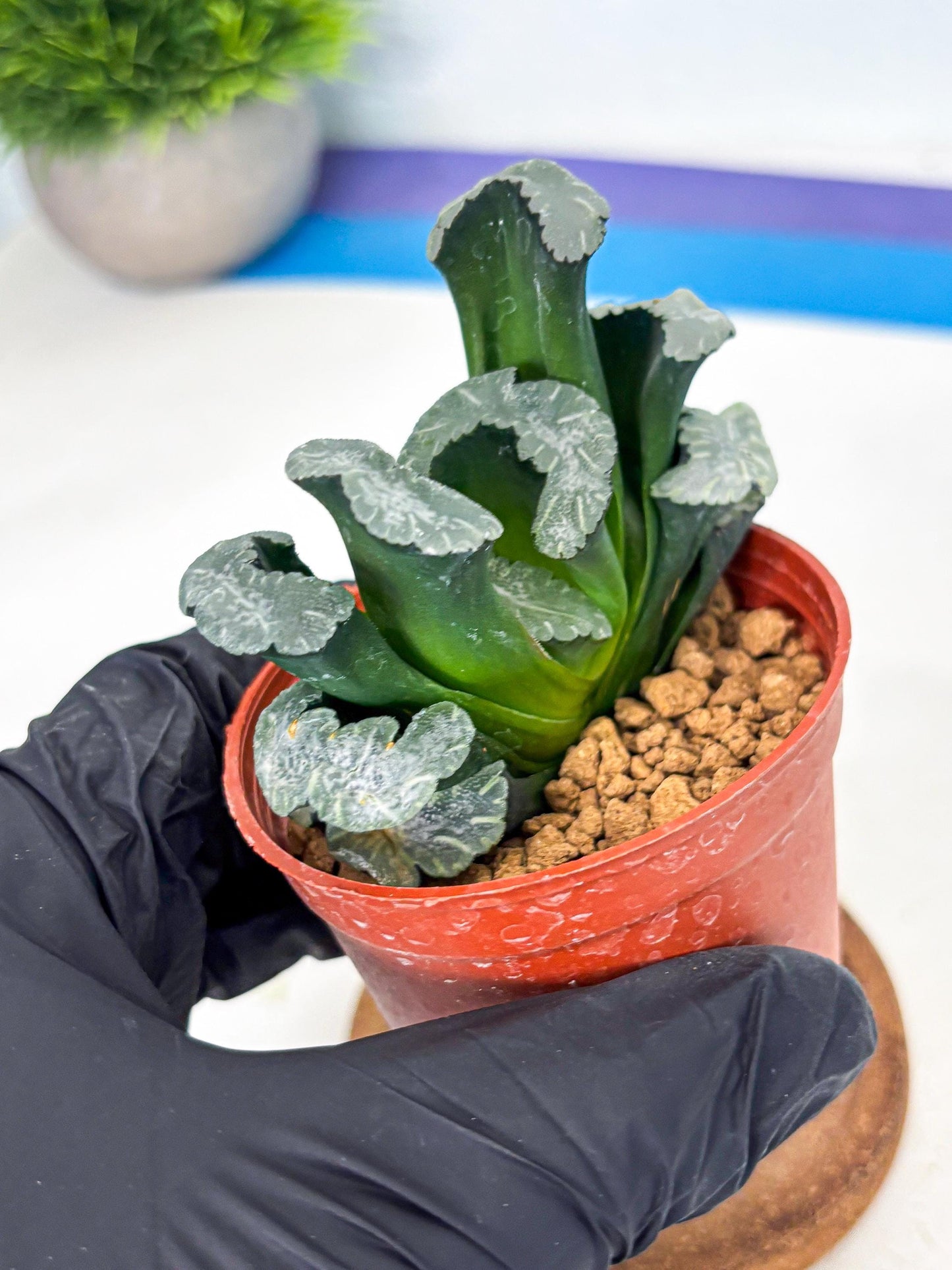 Haworthia White Mammoth (wa6) (b12) | Rare Import
