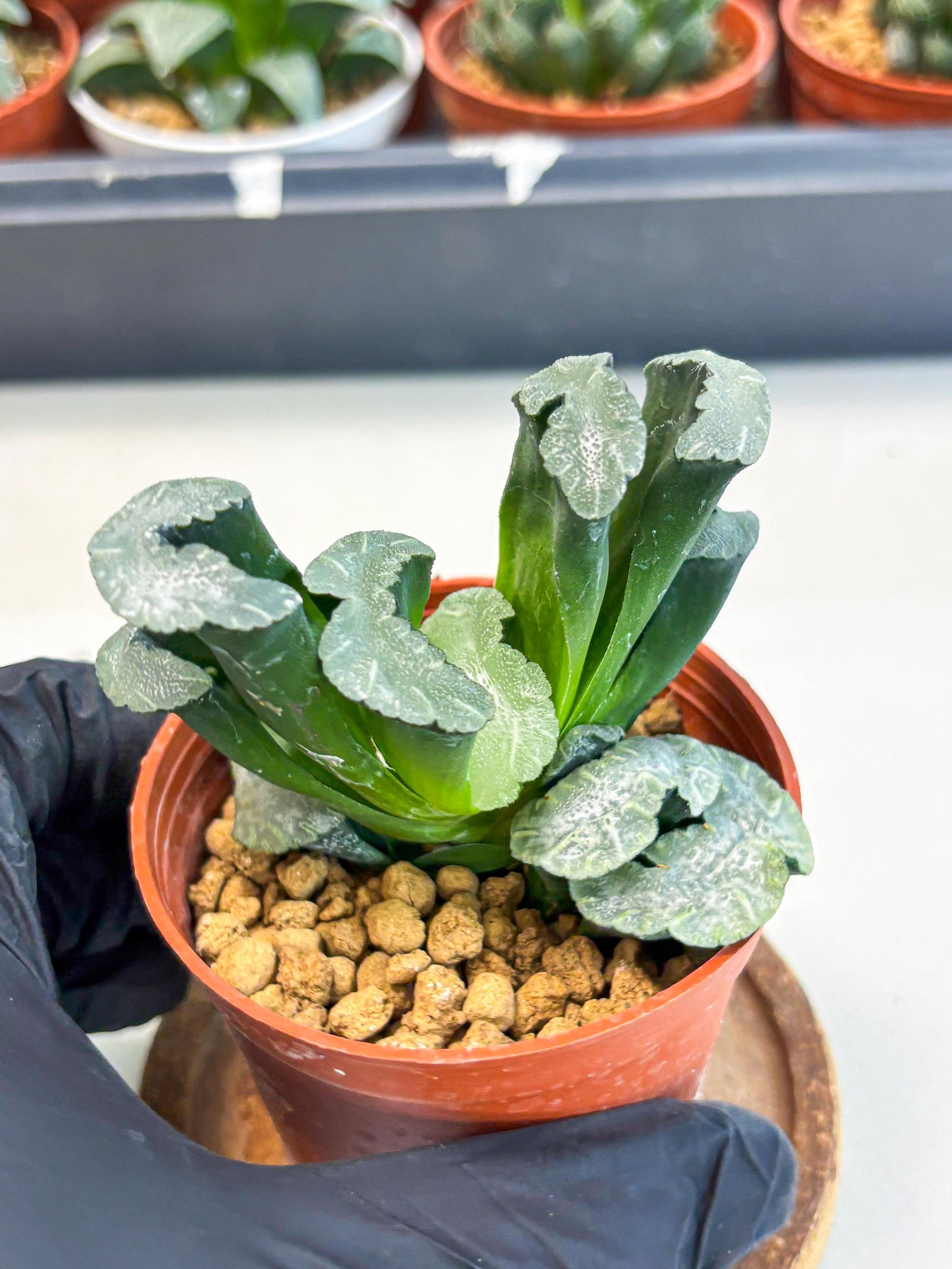Haworthia White Mammoth (wa6) (b13) | Rare Import