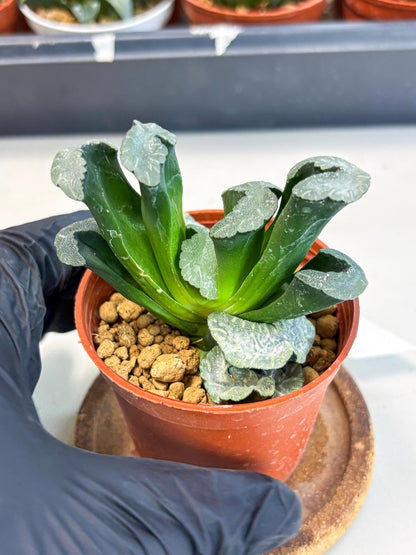 Haworthia White Mammoth (wa6) (b13) | Rare Import