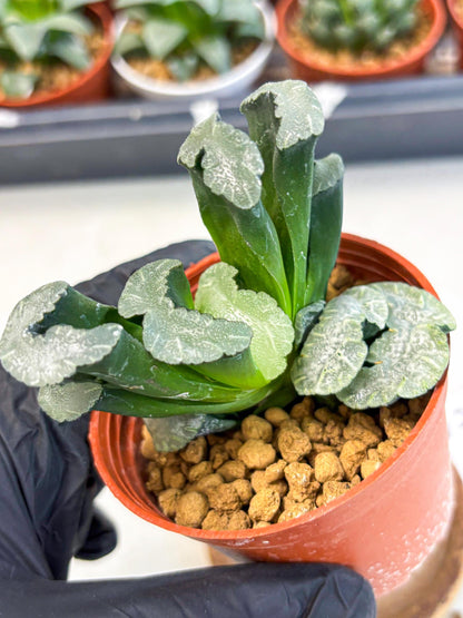 Haworthia White Mammoth (wa6) (b13) | Rare Import