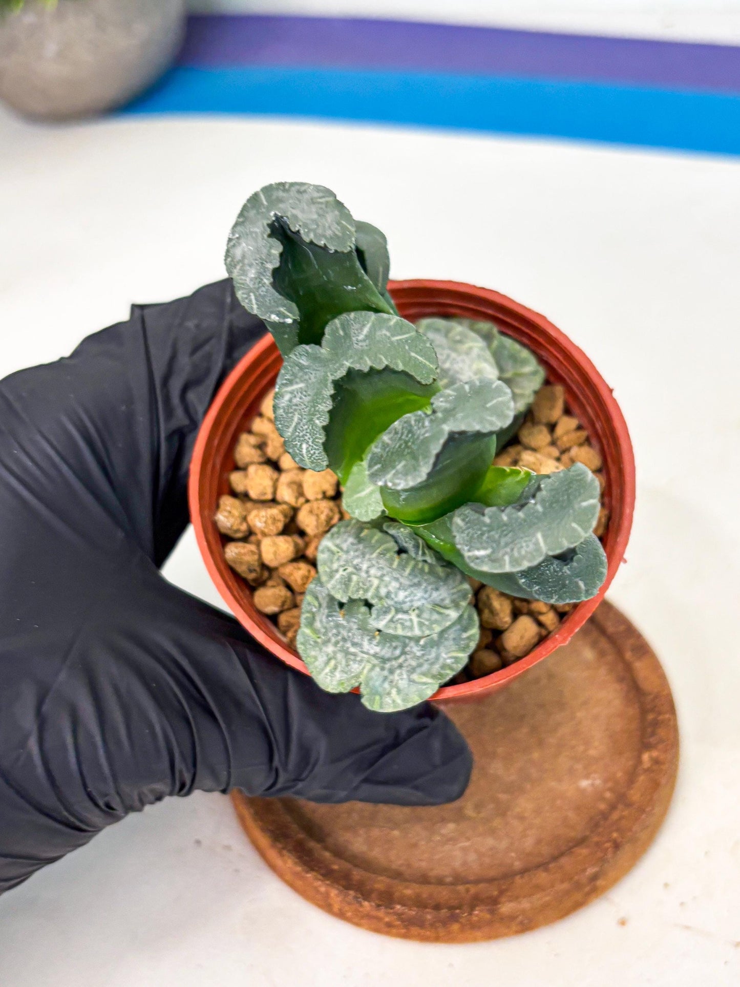 Haworthia White Mammoth (wa6) (b13) | Rare Import