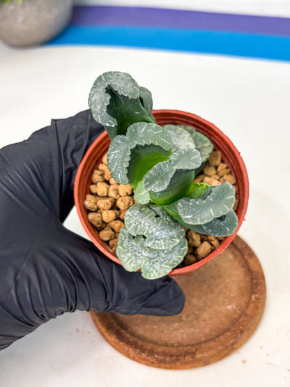 Haworthia White Mammoth (wa6) (b13) | Rare Import