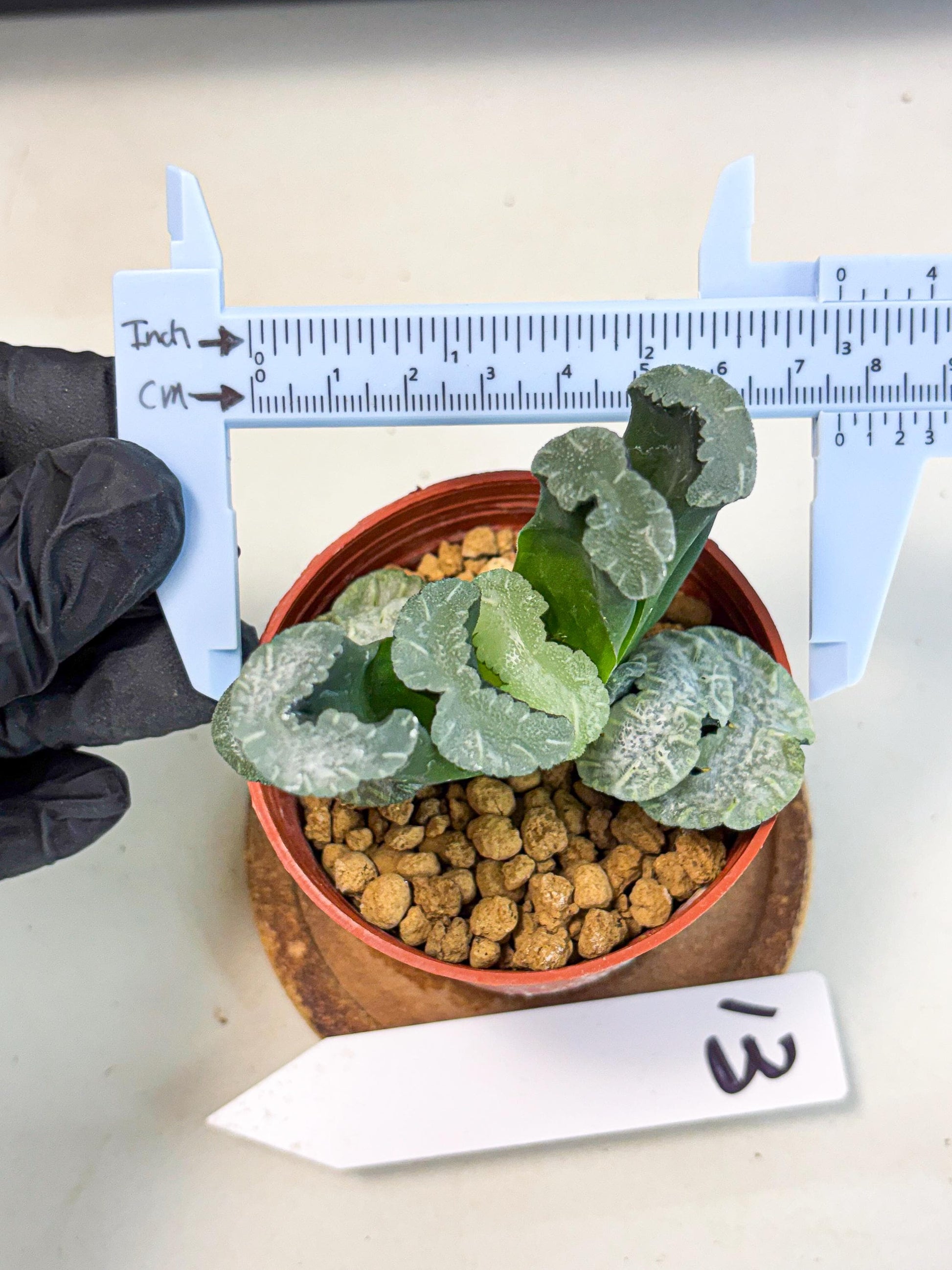 Haworthia White Mammoth (wa6) (b13) | Rare Import