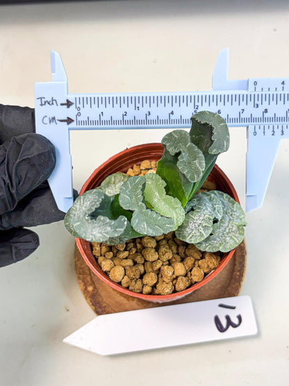 Haworthia White Mammoth (wa6) (b13) | Rare Import