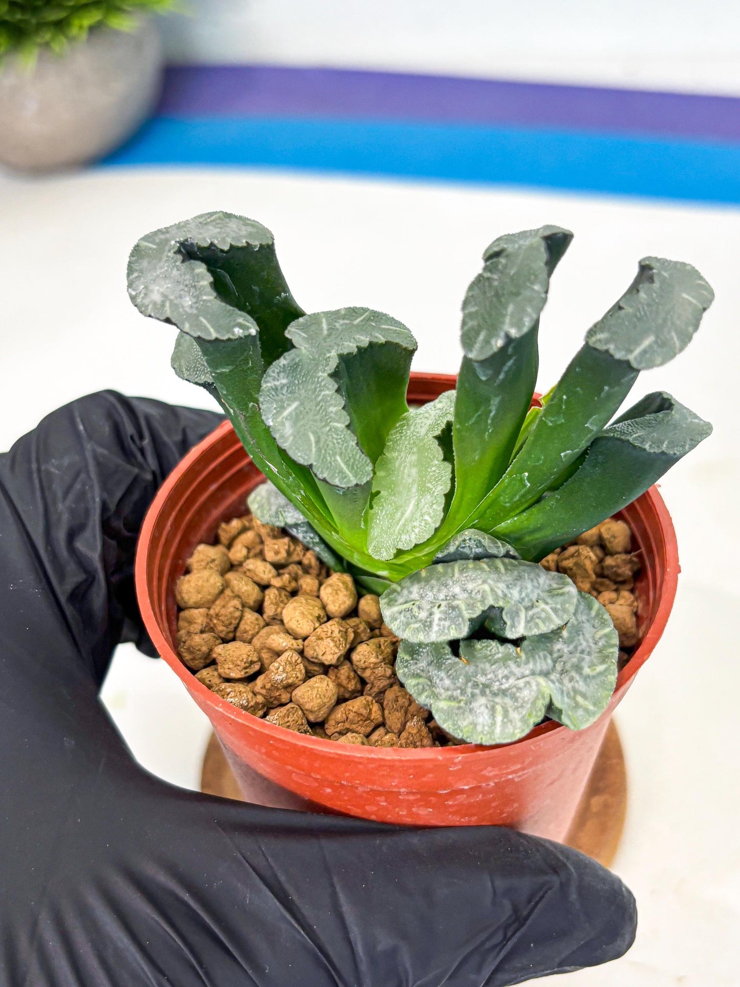 Haworthia White Mammoth (wa6) (b13) | Rare Import