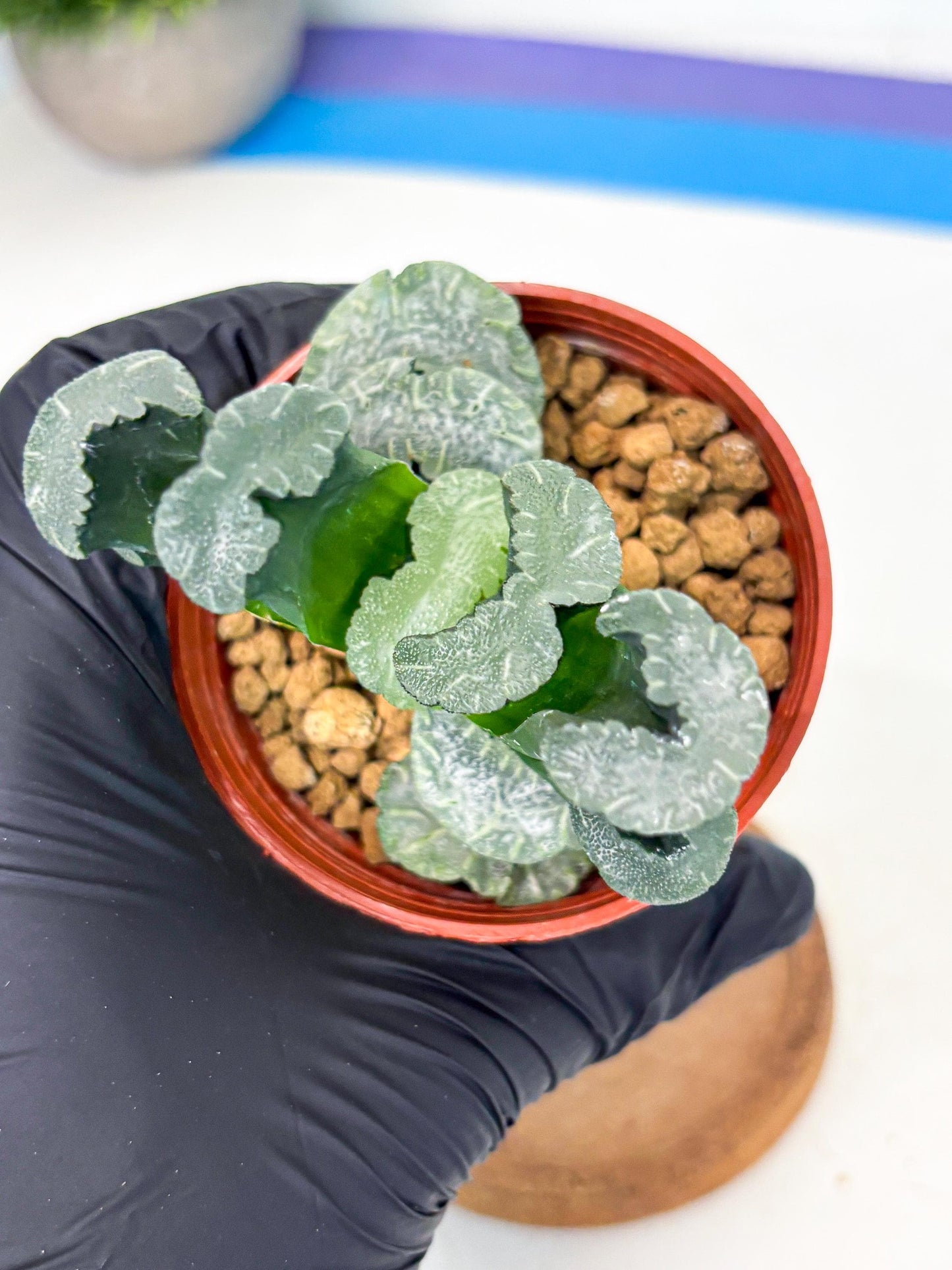 Haworthia White Mammoth (wa6) (b13) | Rare Import