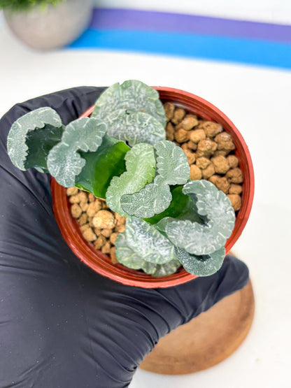 Haworthia White Mammoth (wa6) (b13) | Rare Import