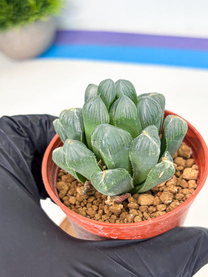 Haworthia Chi Xian (wa6) (b14) | Rare Import