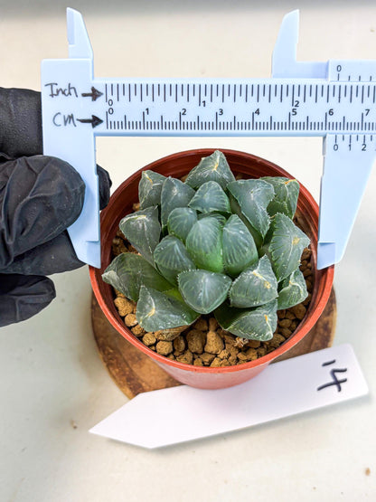 Haworthia Chi Xian (wa6) (b14) | Rare Import