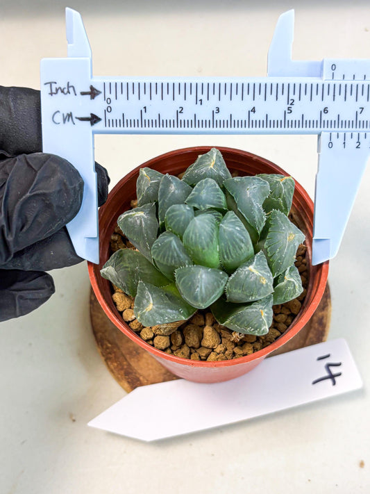 Haworthia Chi Xian (wa6) (b14) | Rare Import