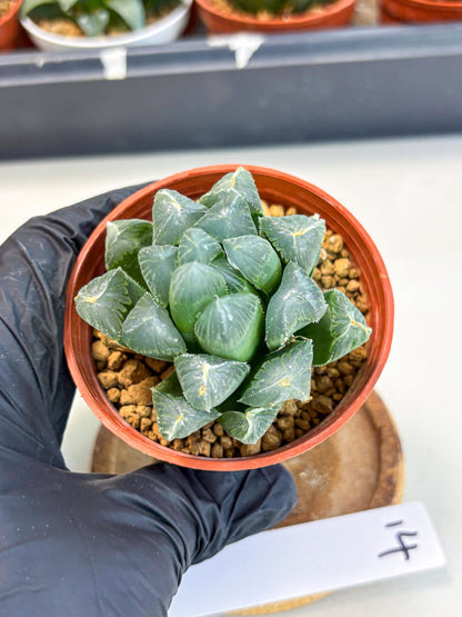 Haworthia Chi Xian (wa6) (b14) | Rare Import