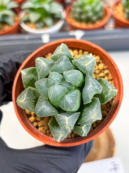 Haworthia Chi Xian (wa6) (b14) | Rare Import