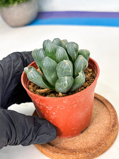 Haworthia Chi Xian (wa6) (b14) | Rare Import
