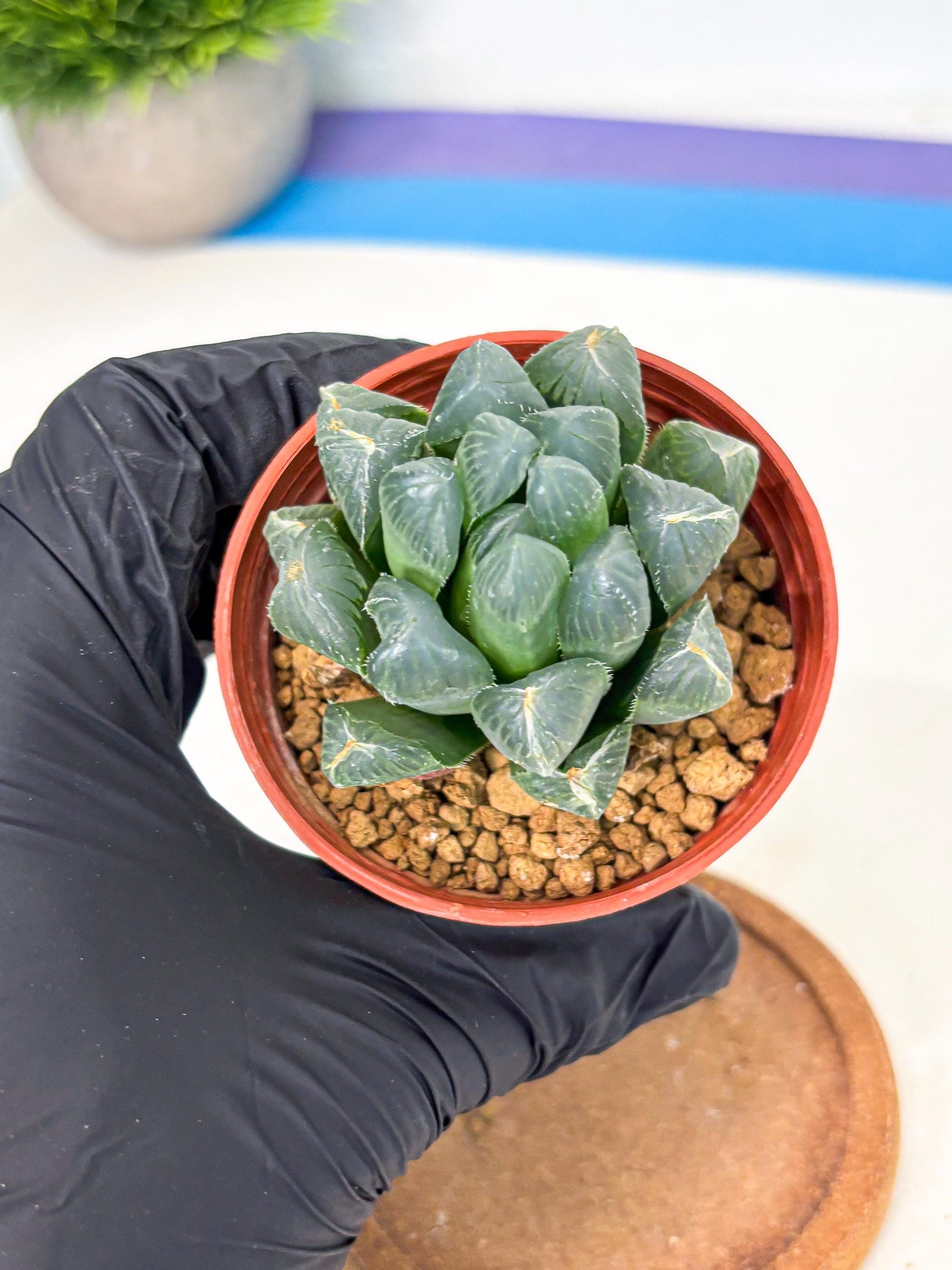 Haworthia Chi Xian (wa6) (b14) | Rare Import