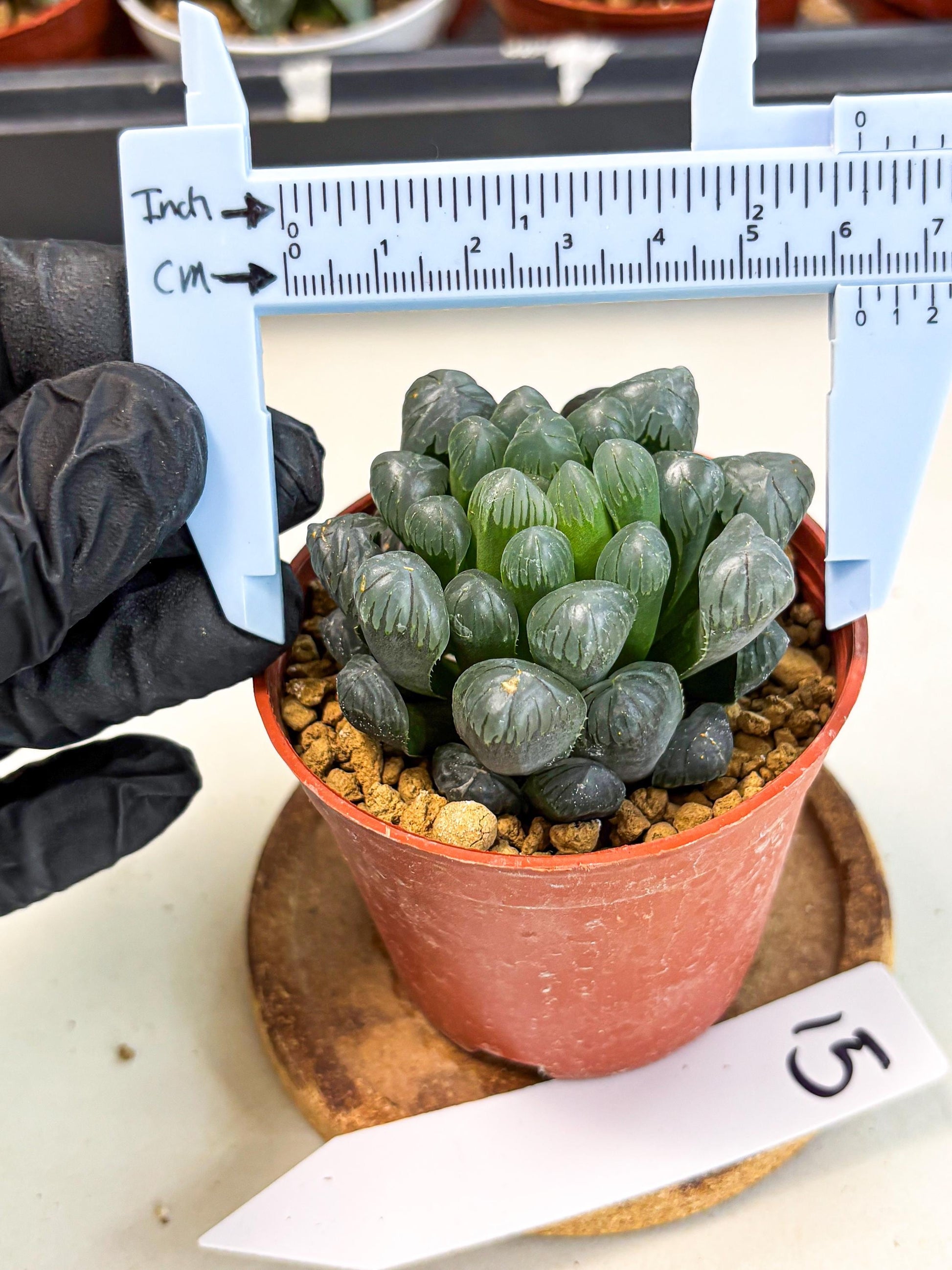 Haworthia Bingdeng (wa6) (b15) | Rare Import