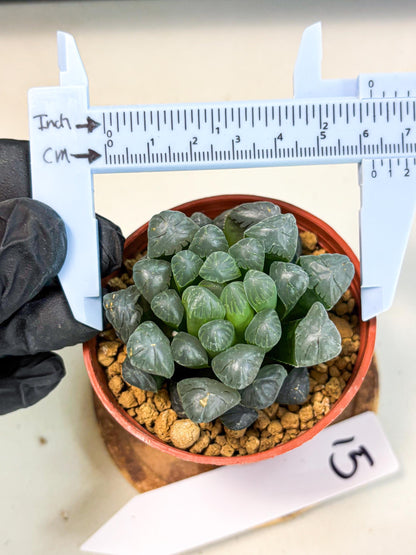 Haworthia Bingdeng (wa6) (b15) | Rare Import