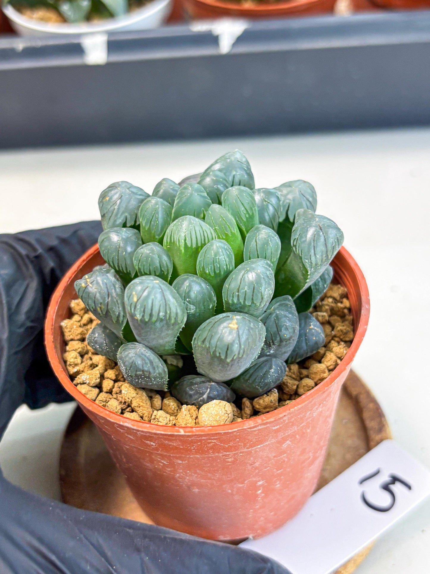 Haworthia Bingdeng (wa6) (b15) | Rare Import