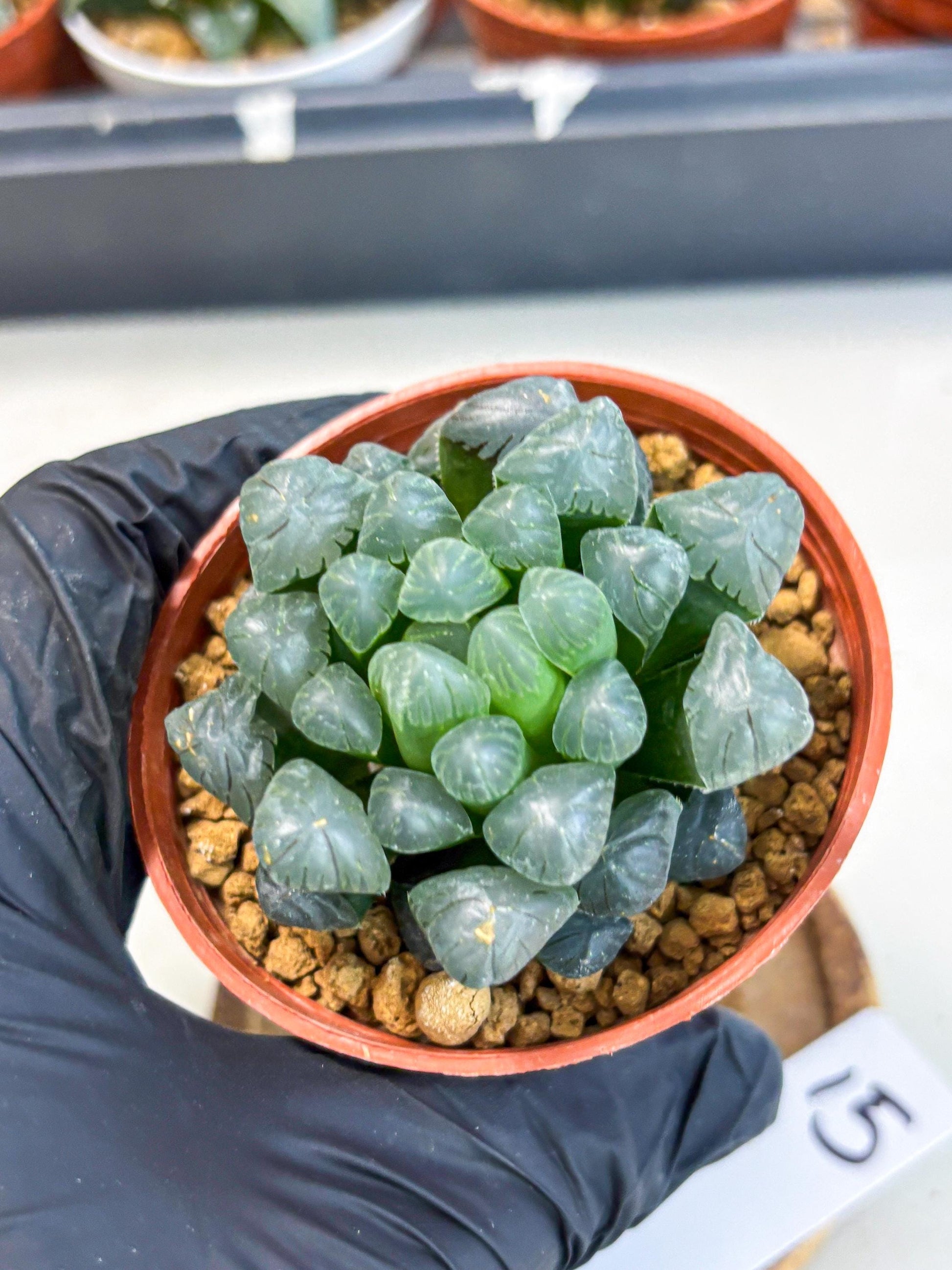 Haworthia Bingdeng (wa6) (b15) | Rare Import