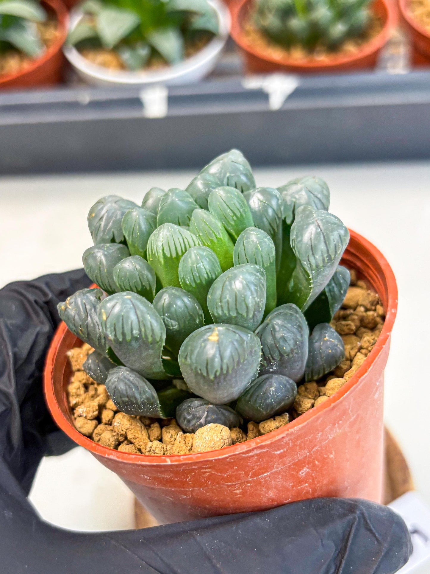Haworthia Bingdeng (wa6) (b15) | Rare Import