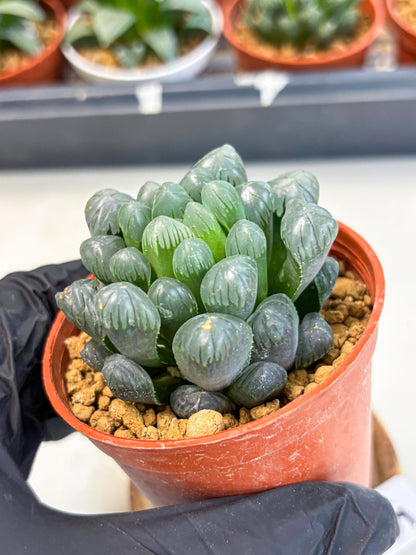 Haworthia Bingdeng (wa6) (b15) | Rare Import
