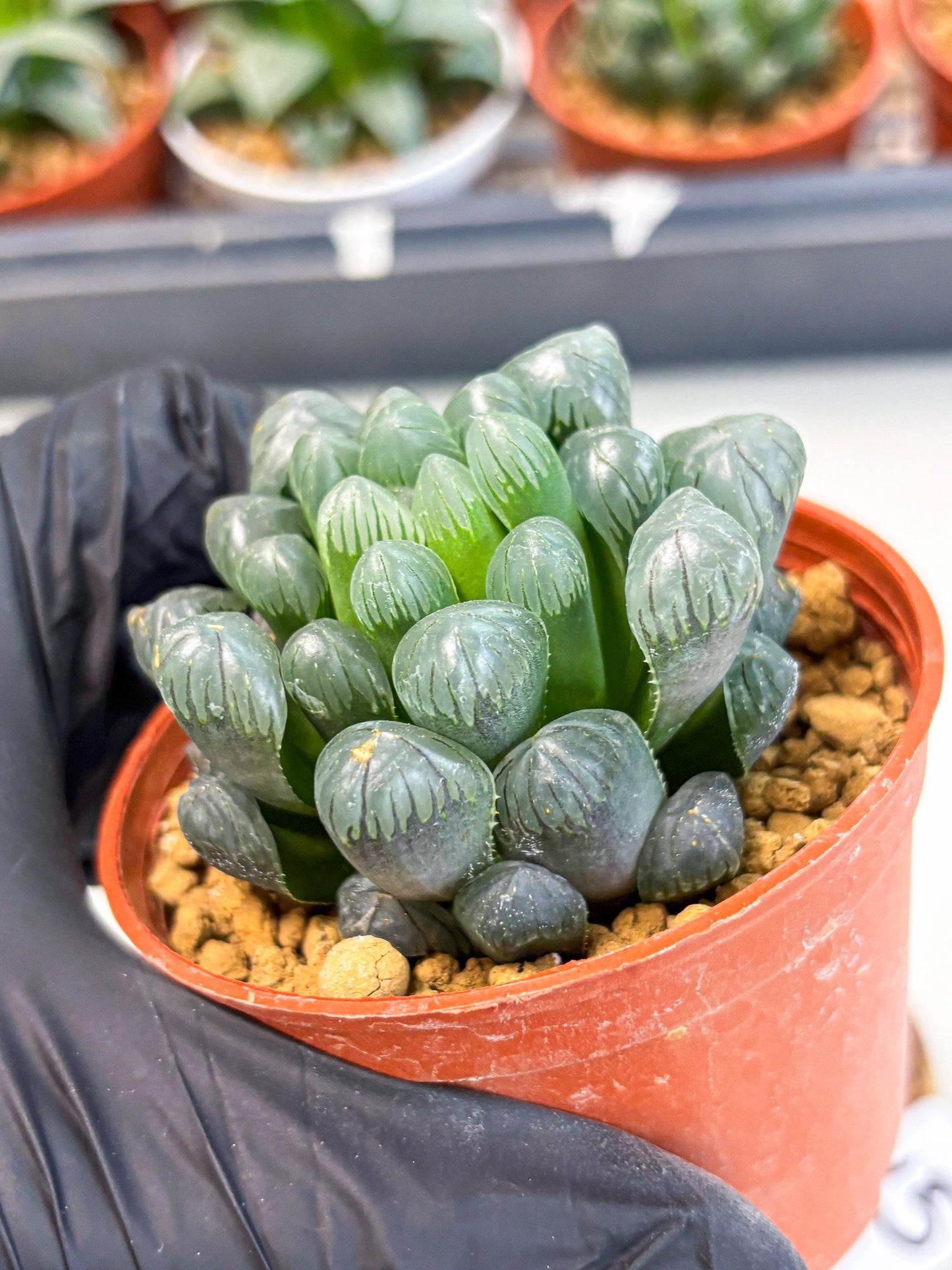 Haworthia Bingdeng (wa6) (b15) | Rare Import
