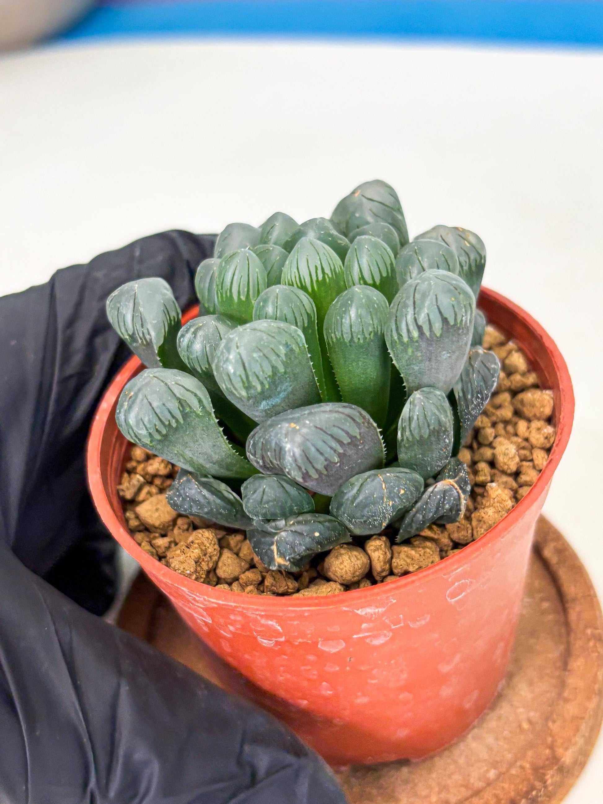 Haworthia Bingdeng (wa6) (b15) | Rare Import