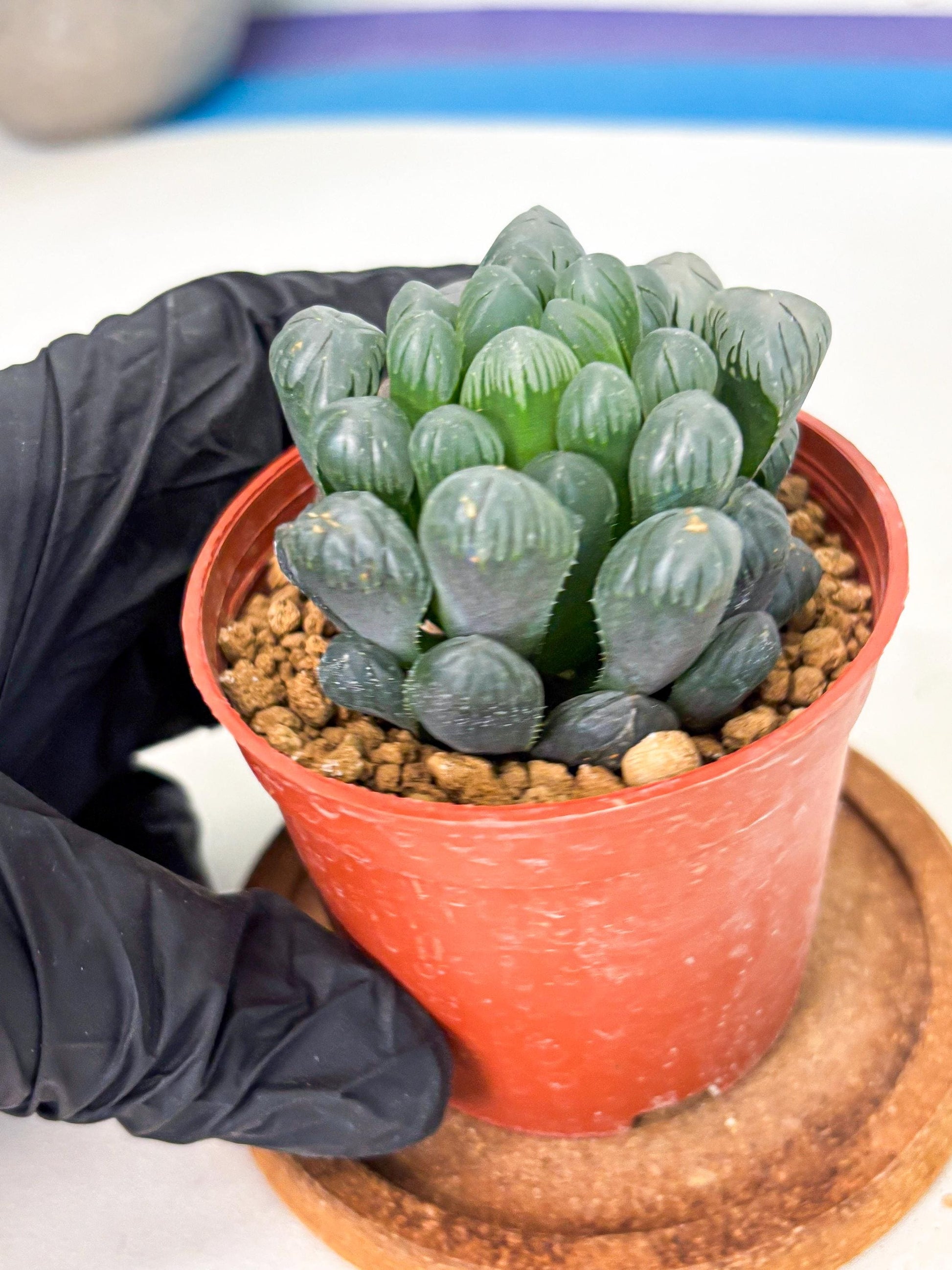 Haworthia Bingdeng (wa6) (b15) | Rare Import