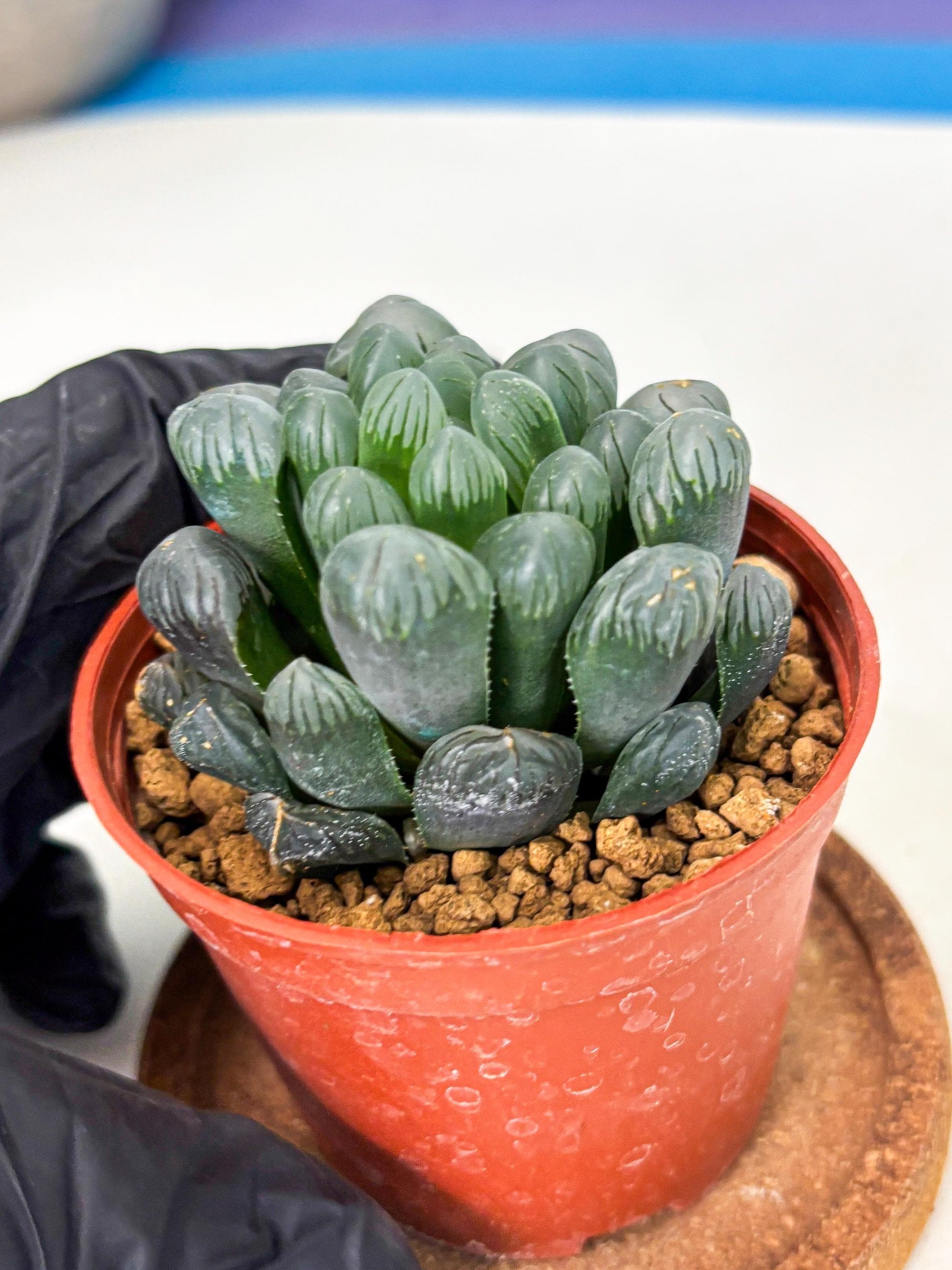 Haworthia Bingdeng (wa6) (b15) | Rare Import