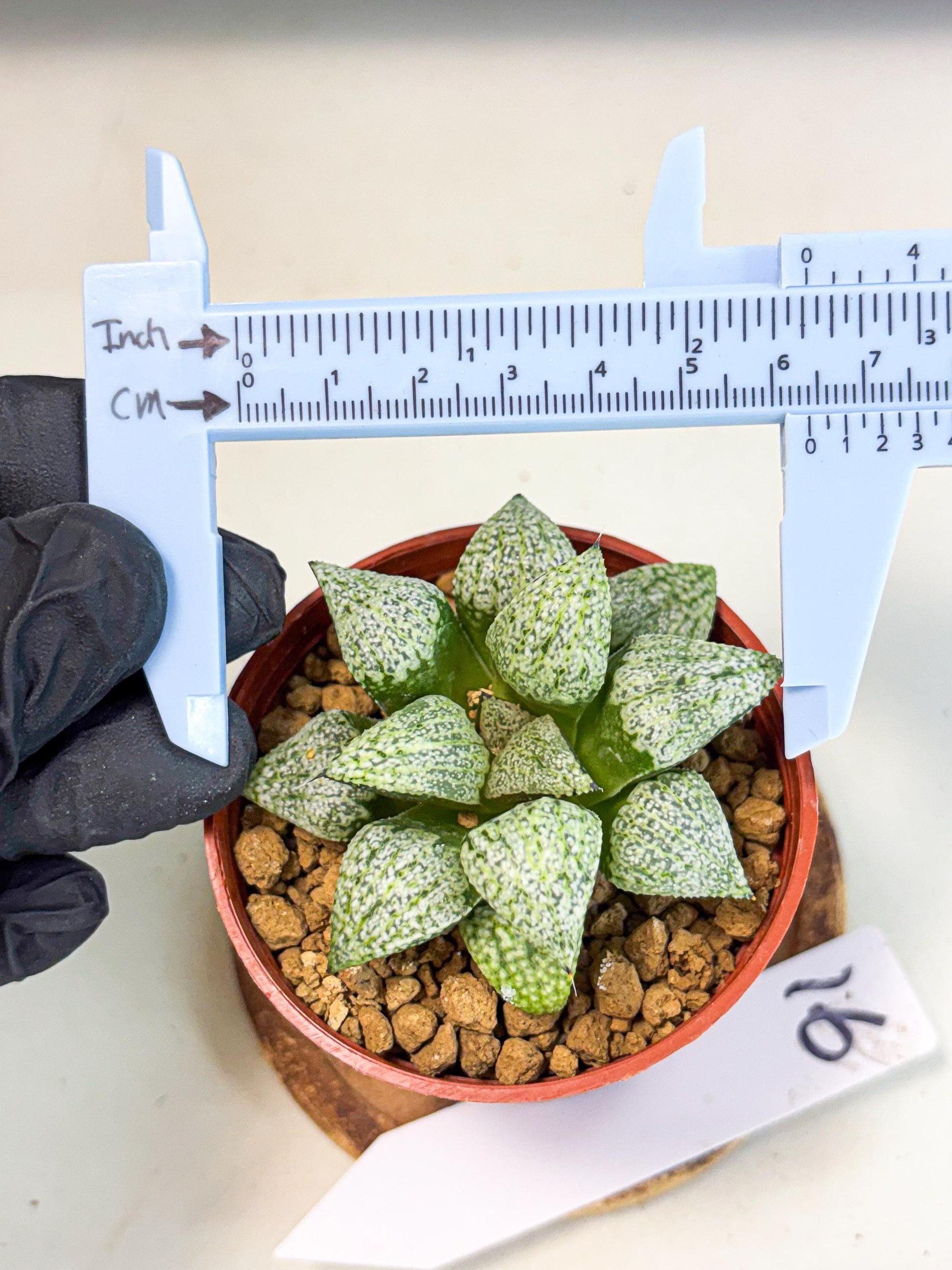 Haworthia Baiyin (wa6) (b16) | Rare Import