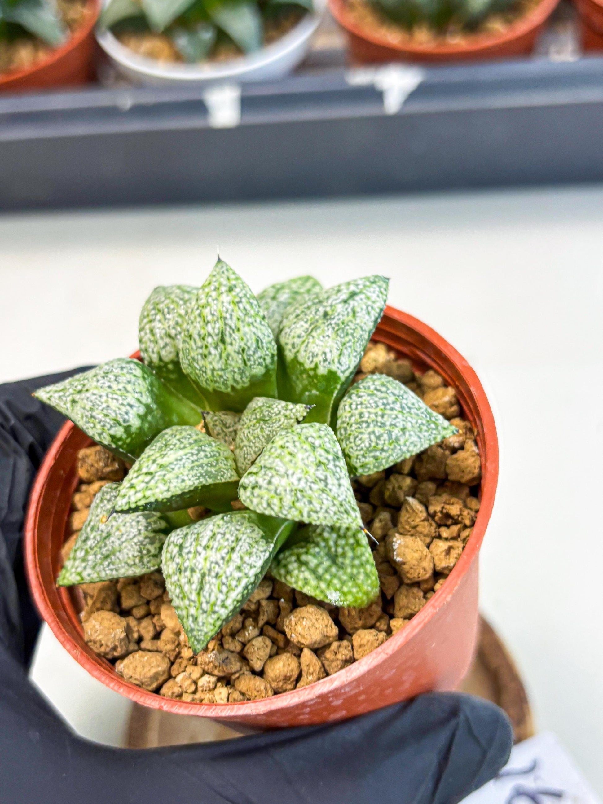 Haworthia Baiyin (wa6) (b16) | Rare Import