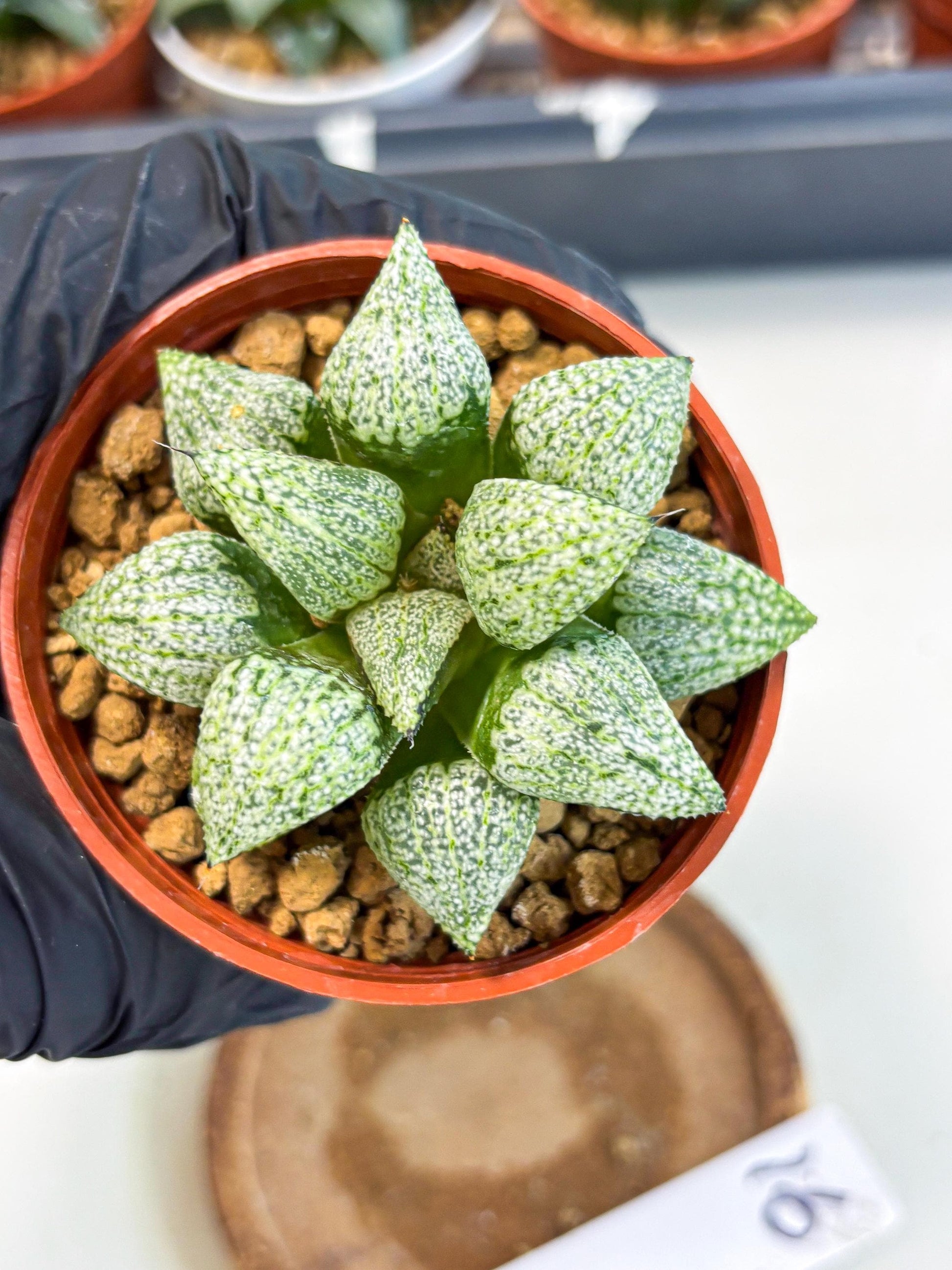 Haworthia Baiyin (wa6) (b16) | Rare Import