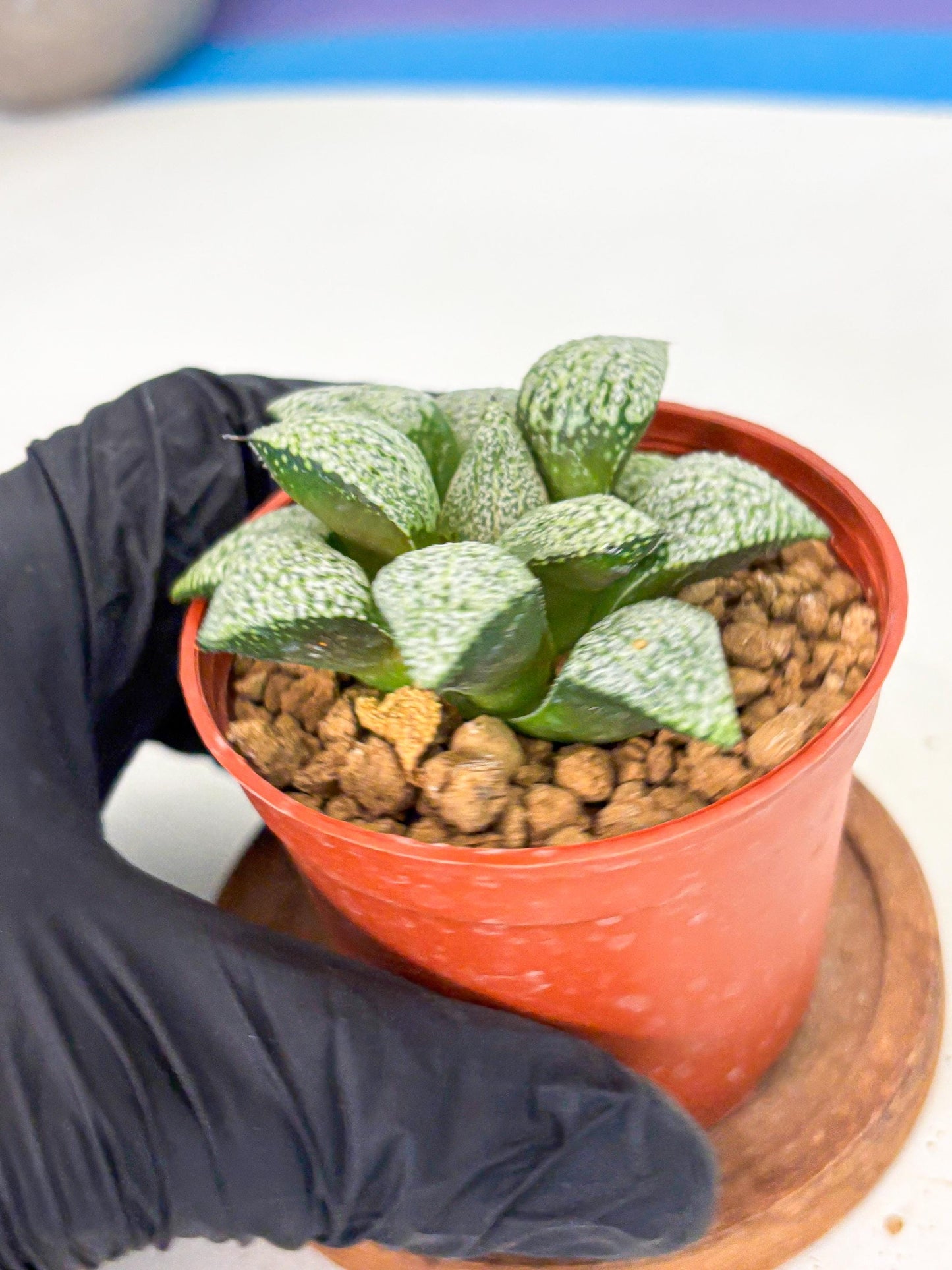 Haworthia Baiyin (wa6) (b16) | Rare Import