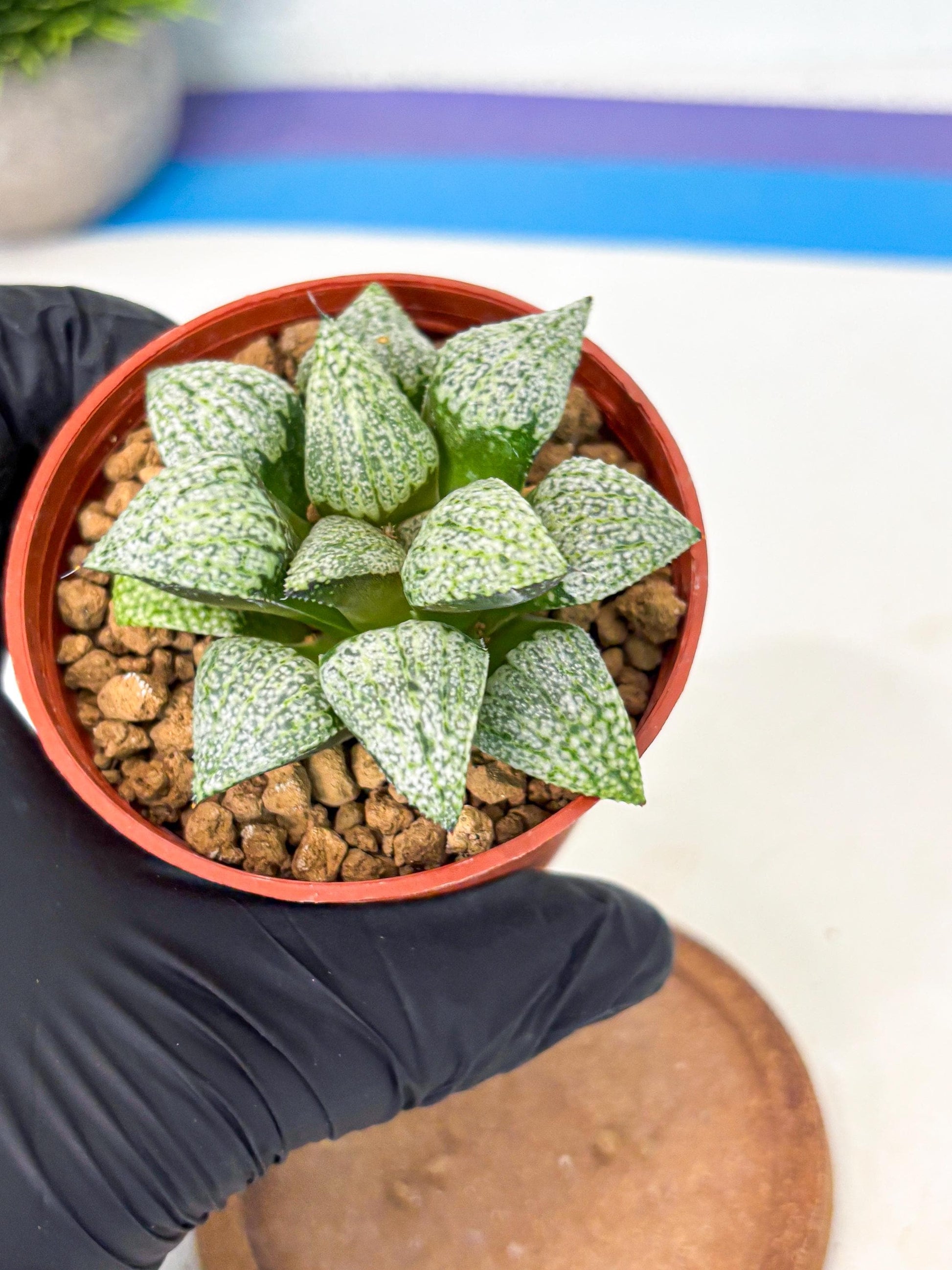 Haworthia Baiyin (wa6) (b16) | Rare Import