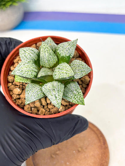 Haworthia Baiyin (wa6) (b16) | Rare Import