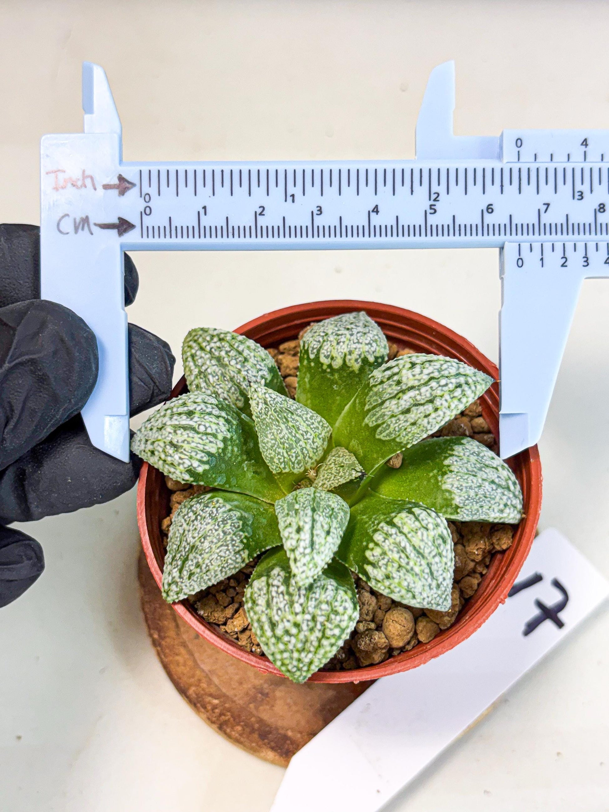Haworthia Baiyin (wa6) (b17) | Rare Import