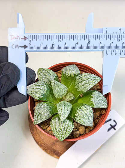 Haworthia Baiyin (wa6) (b17) | Rare Import