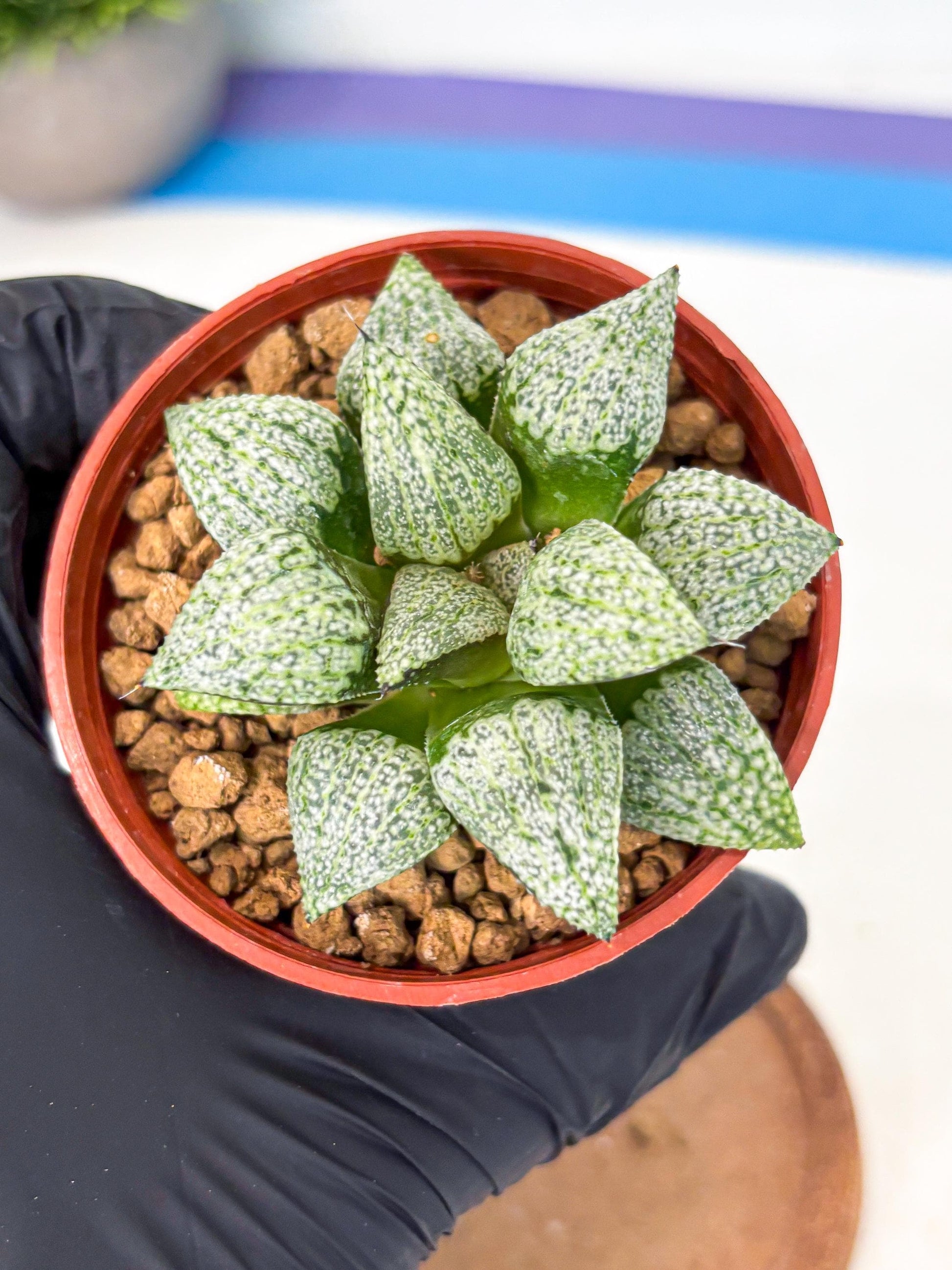 Haworthia Baiyin (wa6) (b16) | Rare Import