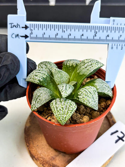 Haworthia Baiyin (wa6) (b17) | Rare Import
