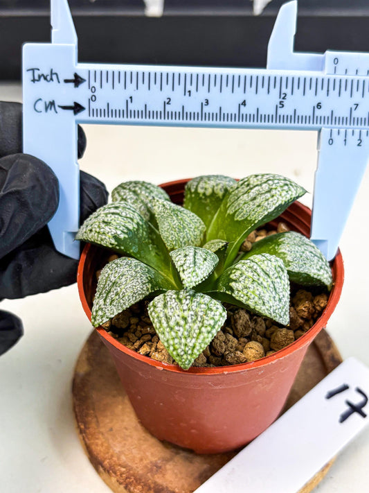 Haworthia Baiyin (wa6) (b17) | Rare Import