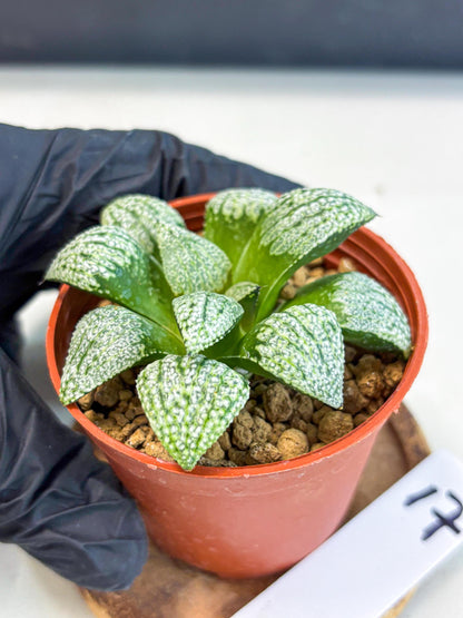 Haworthia Baiyin (wa6) (b17) | Rare Import