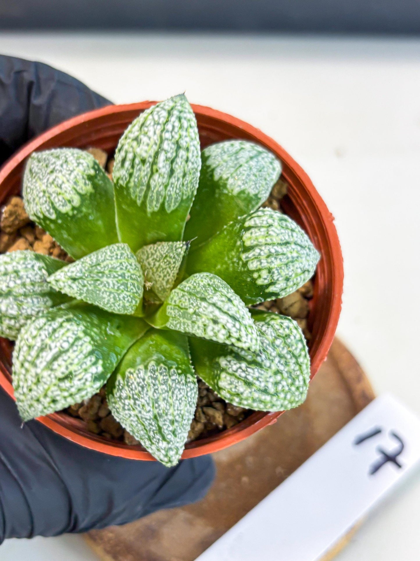 Haworthia Baiyin (wa6) (b17) | Rare Import