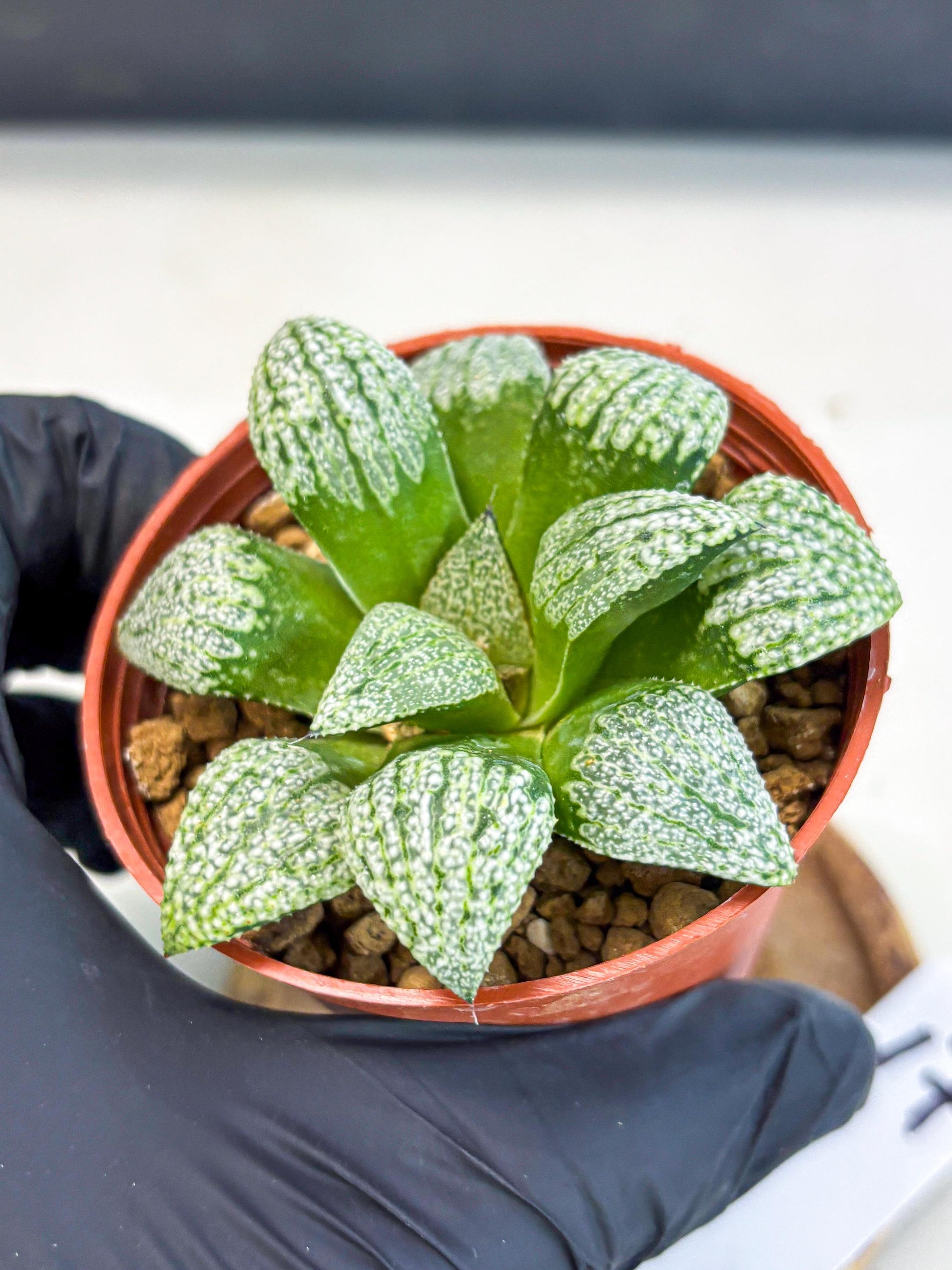 Haworthia Baiyin (wa6) (b17) | Rare Import