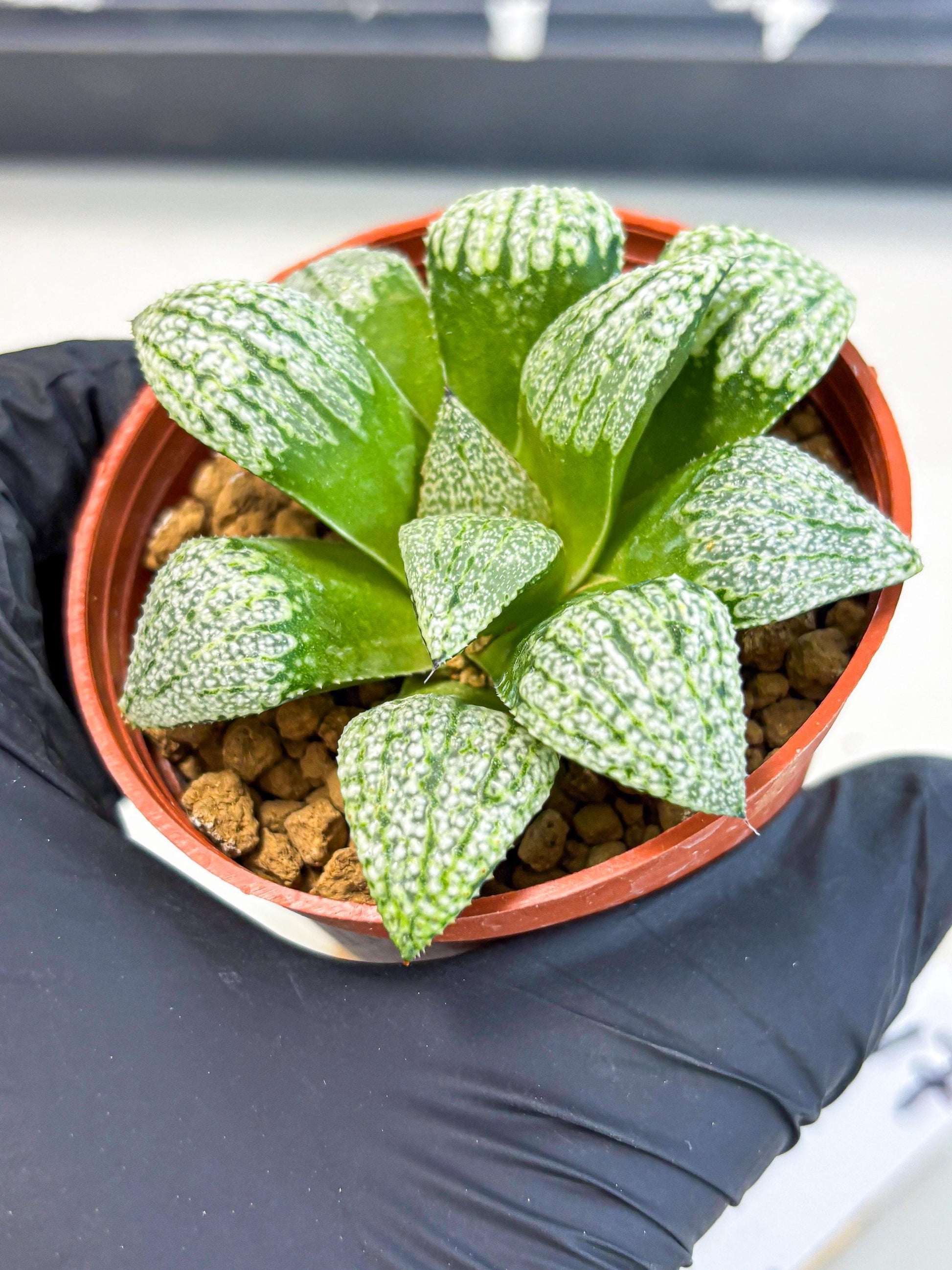 Haworthia Baiyin (wa6) (b17) | Rare Import