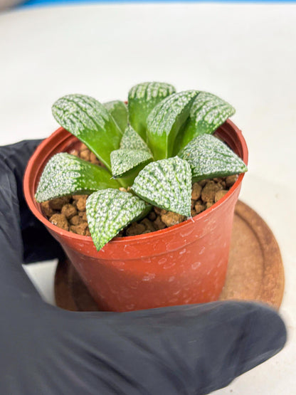 Haworthia Baiyin (wa6) (b17) | Rare Import
