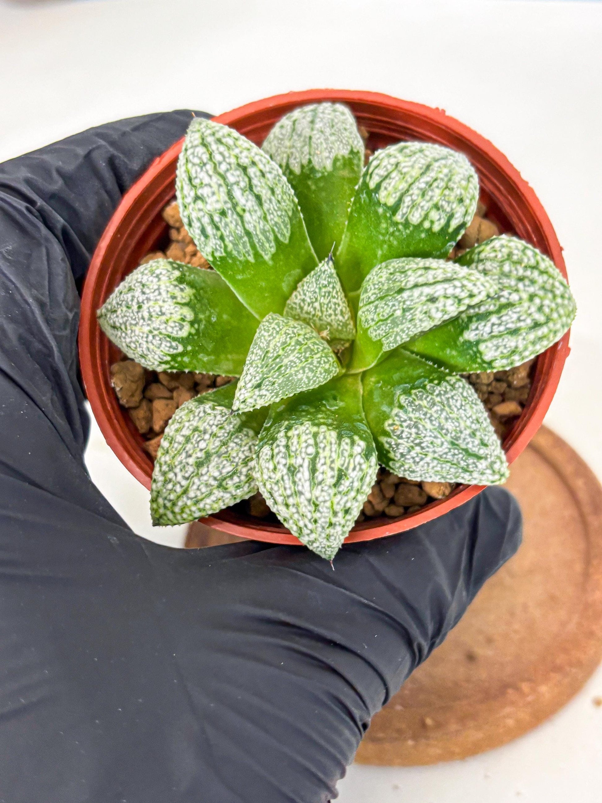 Haworthia Baiyin (wa6) (b17) | Rare Import