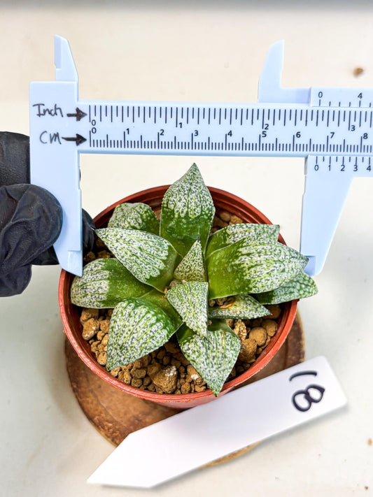 Haworthia Baiyin (wa6) (b18) | Rare Import